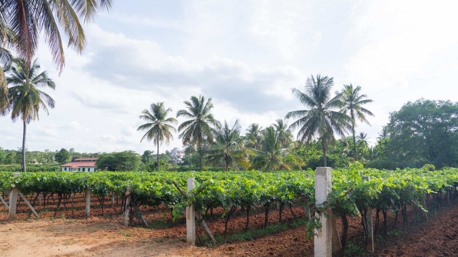 Wine Tasting and Vineyard Visit - Corporate Team Building gallery image