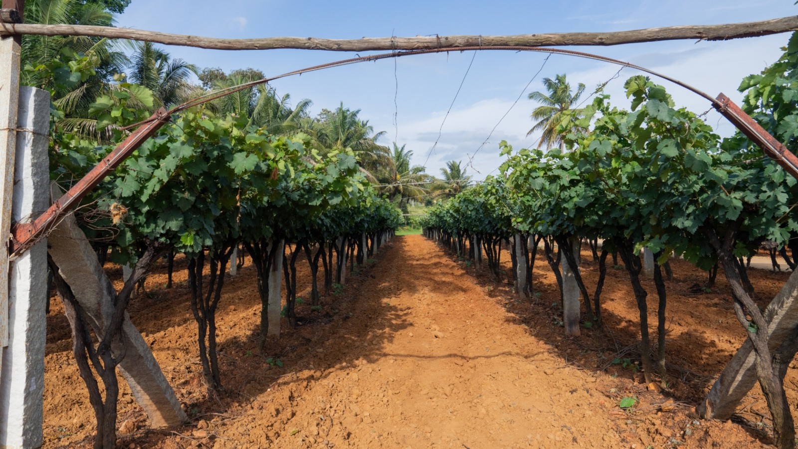 Wine Tasting and Vineyard Visit - Corporate Team Building gallery image